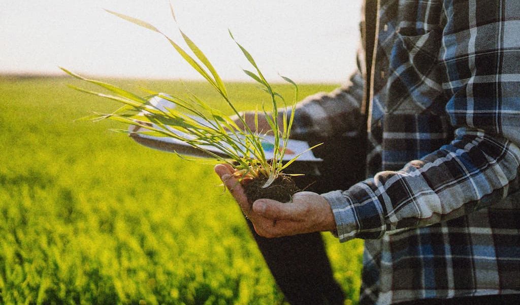 hand-of-expert-farmer-checking-soil-health-before